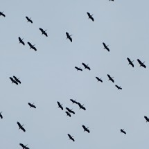 Storks flying southwards over Tangier